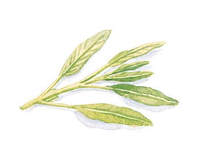 Vitello Aurora in cassetta